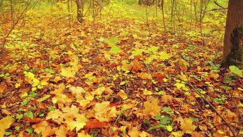 Yellow leaves fall to the ground, covered with leaves Stock Footage 96123524