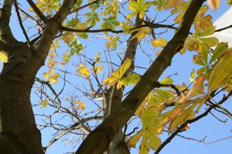 Yellow Leaves in Fall Stock Photos