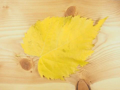 Yellow leaves in fall Stock Photos
