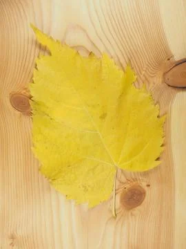 Yellow leaves in fall Fotos Stock