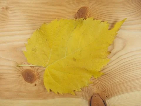 Yellow leaves in fall Stock Photos