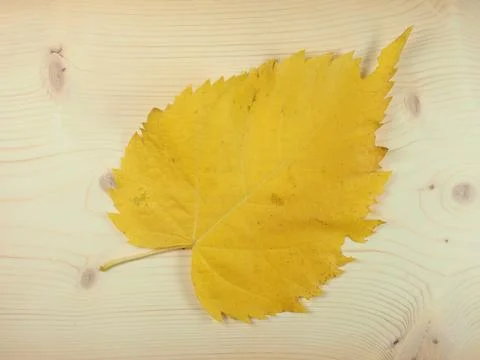 Yellow leaves in fall Foto stock