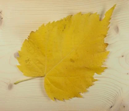 Yellow leaves in fall Stock Photos