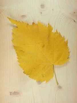 Yellow leaves in fall Foto stock