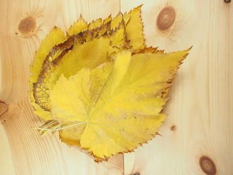 Yellow leaves in fall Foto stock
