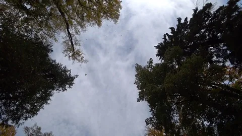 Yellow leaves fall from the sky Stock Footage 81328270