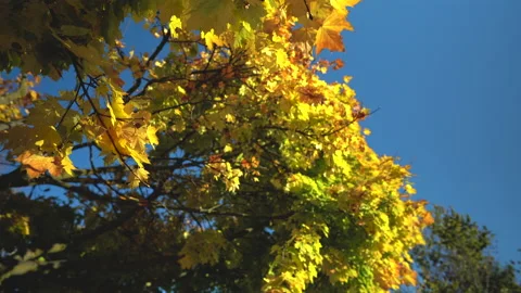 Yellow leaves fall from a tree Stock Footage 155079380