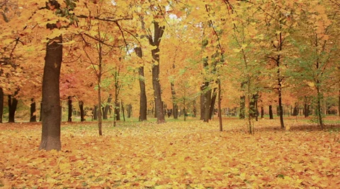 Yellow leaves fall from trees. Autumn Stock Footage 31823016
