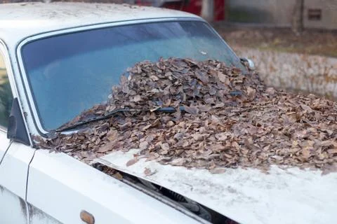 Yellow leaves fall from the trees because they fall into the windshield of a  Stock Photos