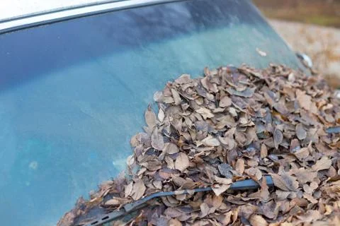 Yellow leaves fall from the trees because they fall into the windshield of a  Stock Photos