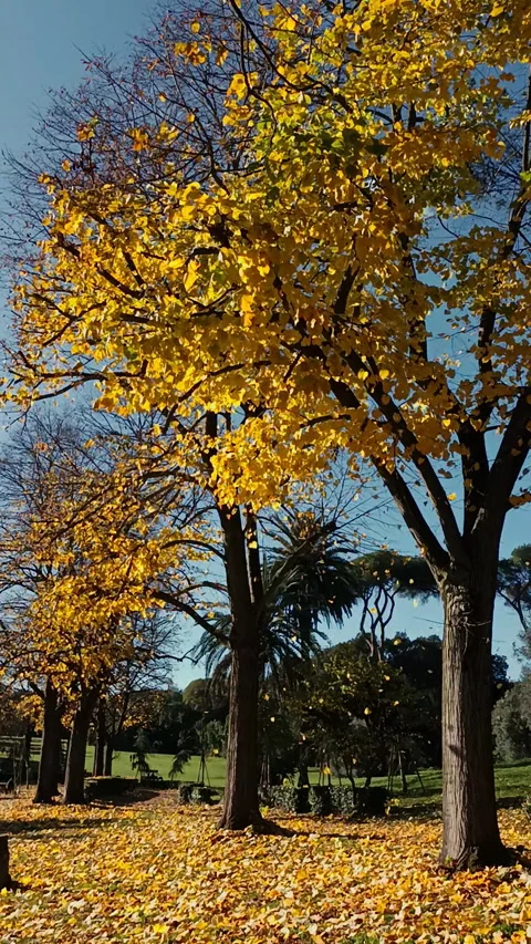 Yellow leaves fall from the trees. Stock Footage 302385346