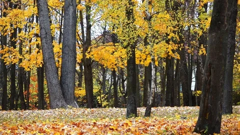 Yellow leaves fall from the trees the old city park. Stock Footage 127848659