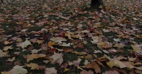 Yellow leaves fallen from trees lie on the ground in autumn. Stock Footage 150458187