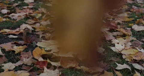 Yellow leaves fallen from trees lie on the ground in autumn. Stock Footage 150458197