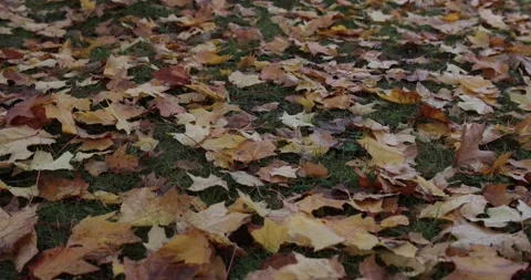 Yellow leaves fallen from trees lie on the ground in autumn. Stock Footage 150458226