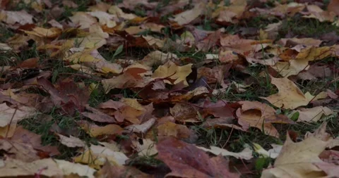 Yellow leaves fallen from trees lie on the ground in autumn. Stock Footage 150458242