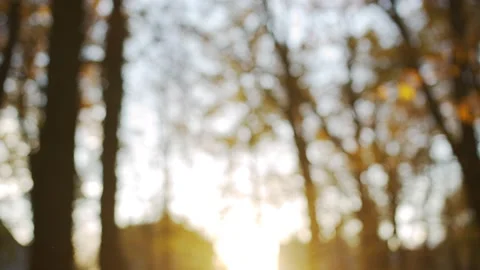 Yellow leaves falling on the background of the sunset Stock Footage 156324254