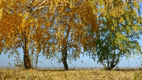 Yellow leaves falling from birch trees Stock Footage 141666217