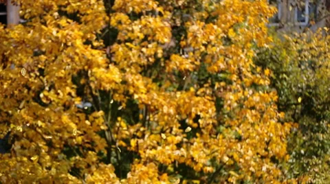 Yellow leaves falling down because of a windy autumn weather from big strong Stock Footage 61642384