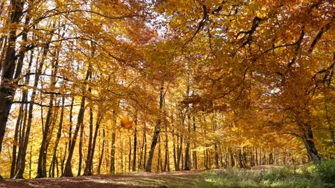 Yellow Leaves Falling 스톡 동영상 163642727