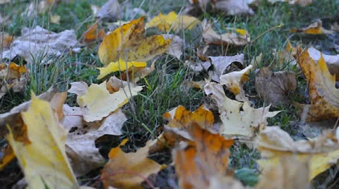 Yellow leaves falling on grass Closeup in autumn Stock Footage 22750897