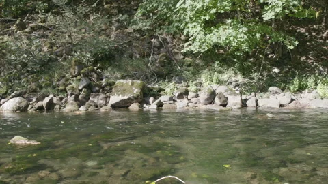 Yellow Leaves falling into shallow flowing creek Stock Footage 333416216