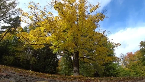 Yellow leaves falling from a tree Stock Footage 81328368