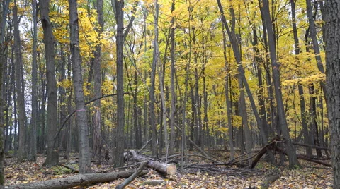 Yellow leaves falling off trees in dense Autumn Forest Stock Footage 56909266