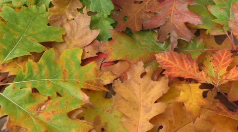 Yellow leaves falling from trees Stock Footage 56645946