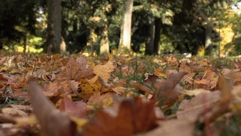 Yellow leaves falling from trees Stock Footage 118649022