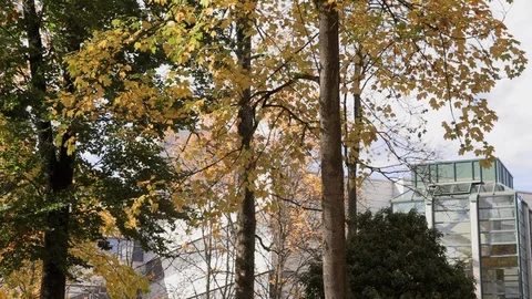 Yellow leaves falling from trees Stock Footage 118877350