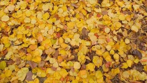 Yellow leaves falling as the wind blows Stock Footage 121728675