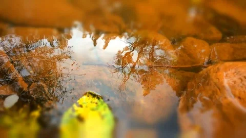 Yellow leaves float along a river Stock Footage 88629339