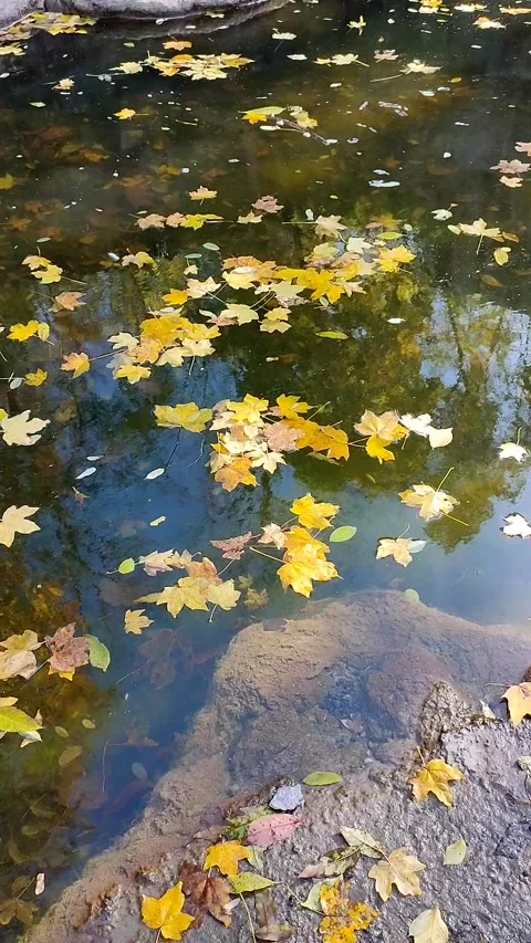 Yellow leaves float on clear transparent water surface of pond with reflection 库存影片 169205139