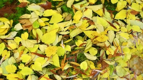 Yellow leaves float in the water in autumn Stock Footage 162323261
