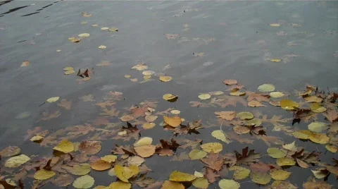 Yellow leaves floating Stock Footage 607653