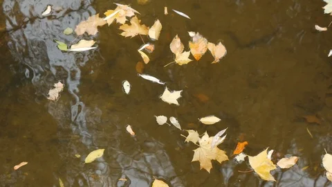 Yellow leaves floating on the water with reflection in autumn day Stock Footage 100192507
