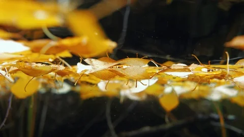 Yellow leaves floating on water surface with zooplankton moving below Stock Footage 122033558