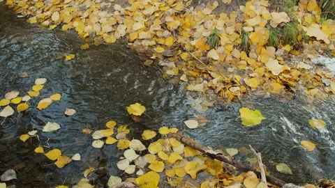 Yellow leaves flow down the shallow forest stream. Stock Footage 277133415