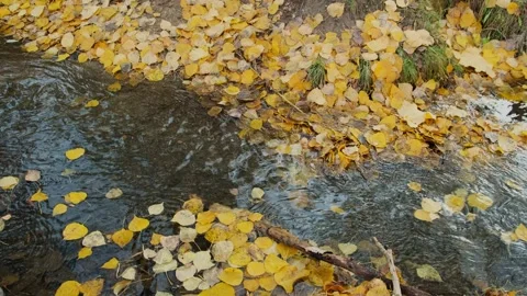 Yellow leaves flow down the shallow forest stream. Stock-Footage 278649474