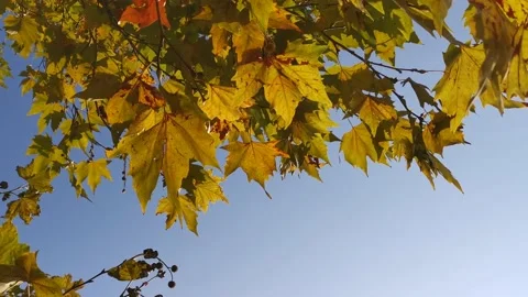 The yellow leaves flutter slowly in the wind Stock Footage 140243171