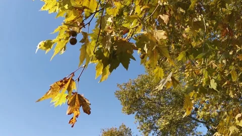 The yellow leaves flutter slowly in the wind. 스톡 동영상 140243194