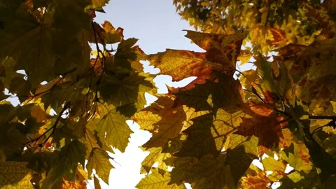 The yellow leaves flutter slowly in the wind 스톡 동영상 140243201