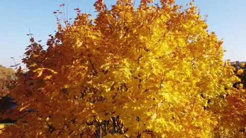 Yellow leaves fluttering in the wind Stock Footage 163144970