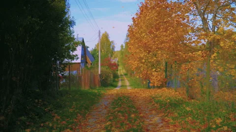 Yellow leaves fly from an old maple tree, swirl and lie quietly on the road of a Stock Footage 140093640