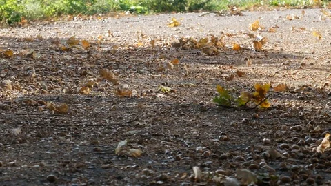 Yellow leaves fly in the wind Stock Footage 99274087