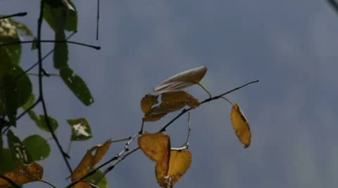 Yellow leaves. Video stock 8851293