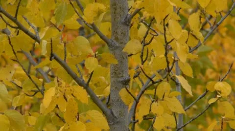 Yellow Leaves Stock Footage 9062396