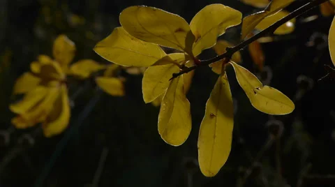 Yellow leaves Stock Footage 36021312