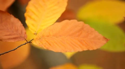Yellow Leaves Stock Footage 52561053